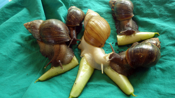Achatschnecke auf Kinderhand